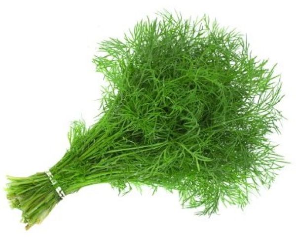 Organic Fennel