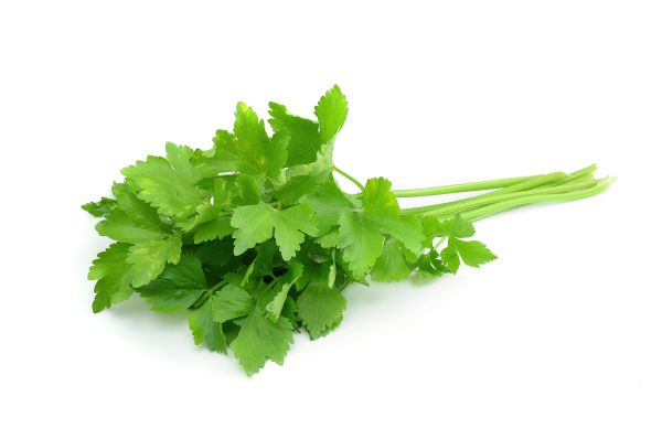 Fresh Organic Coriander