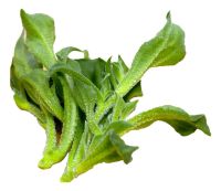 Δροσουλίτες ΒΙΟ