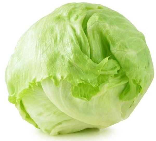 Iceberg Lettuce BIO