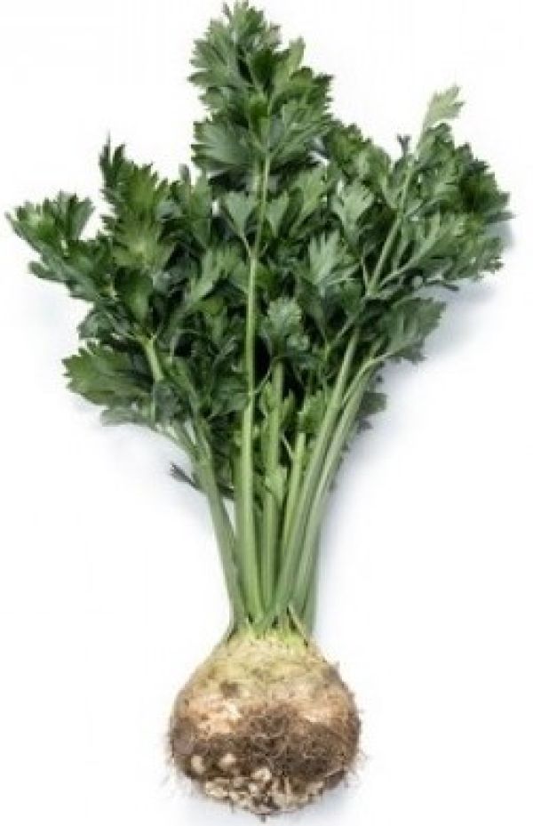 Organic Zarganis Celery Root