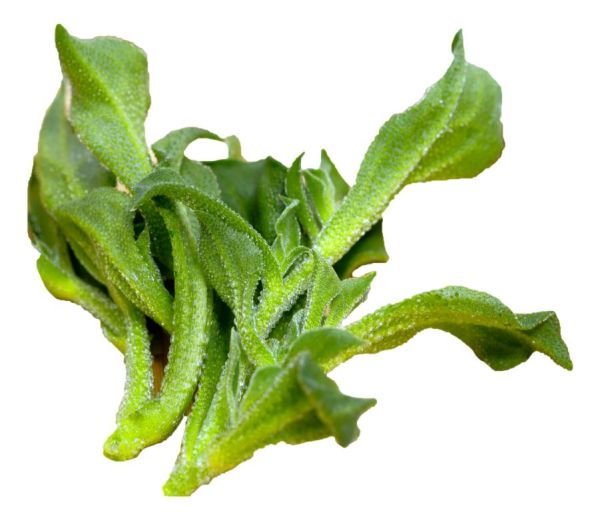 Salty Ice Plant BIO