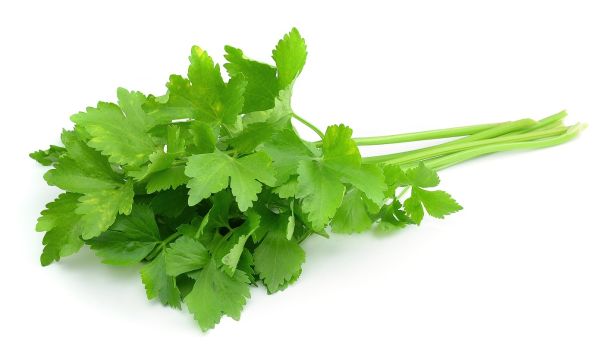 Coriander