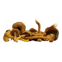 Μανιτάρια Chanterelle BIO