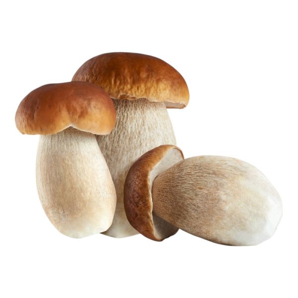 Organic King Oyster Mushrooms