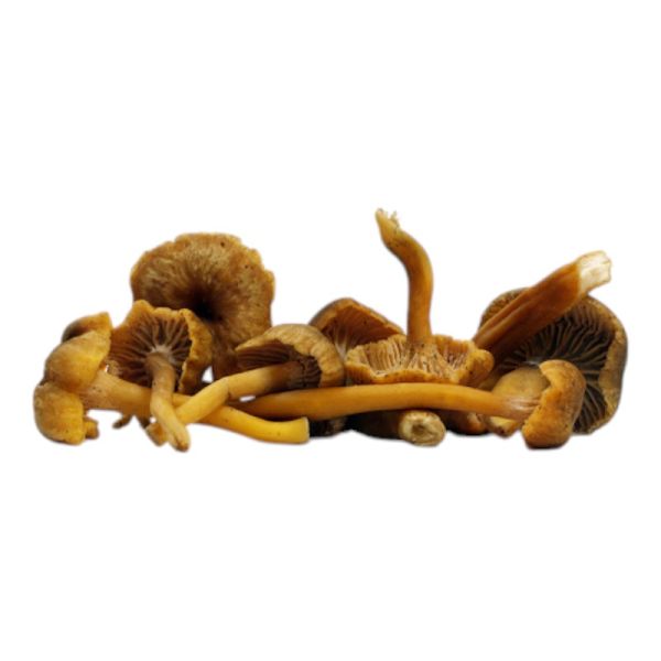 Organic Chanterelle Mushrooms