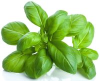 Βασιλικός ΒΙΟ